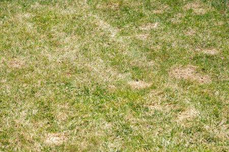 Damaged lawn, grass. Dead grass, dry withered lawn during. Green and yellow grass due to poor maintenance, lack of watering. Dried dying grass without rain for a long time. Landscaping without care.の写真素材