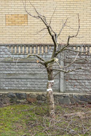 Just cutted fruit tree branches or trunk in the orchard garden. Seasonal pruning trees in spring and autumn.の写真素材