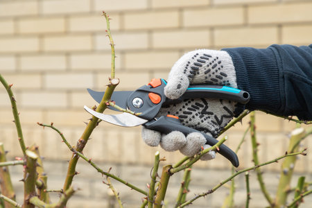 Cutting branches on rosa bush using pruning shears, secateur. Pruning, gardening tools. Farmers hand...