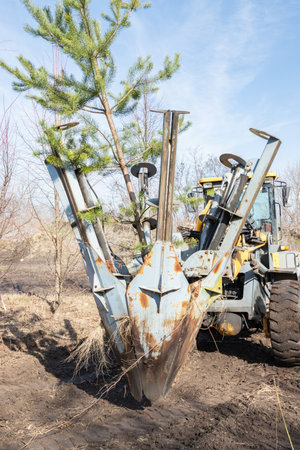 Tree transplanter heavy machine shovel with pine tree. Planting of trees using tree spade - specialized machine for transplanting and transport trees. Vertical.の写真素材