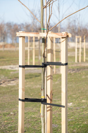 Tree Supports-young trees being supported by wooden stakes. Young tree sapling propped and supported by the wooden slats and tied by tape stringon. Vertical. Close-up.の写真素材