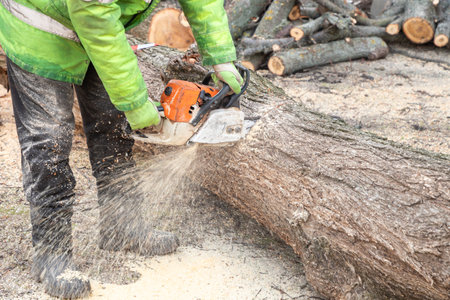 Professional male worker lumberjack in protective clothes sawing tree trunk, with chainsaw. Logging, cutting trees. Trimming trees with chainsaw in backyard home. Cutting firewood.の写真素材
