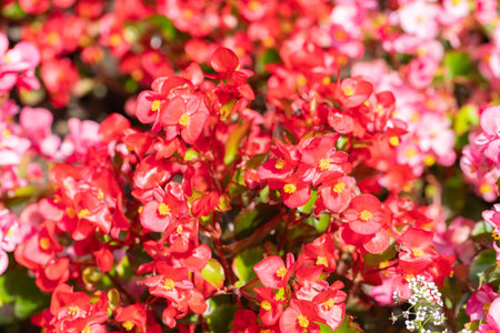 Beautiful red wax begonia flowers blossom (Begonia semperflorens) at sunny day. Blooming pink, red flowers in garden. Selective focus. Close-up.の写真素材
