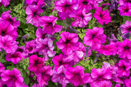 Petunias. Bright pink beautiful petunia flowers. Bloom. Close-up.の写真素材