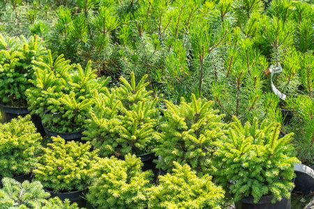 Young evergreen bushes and trees in pots in the open air, plants in the garden center. Garden store center with many young coniferous bushes and trees. Close-up.の写真素材