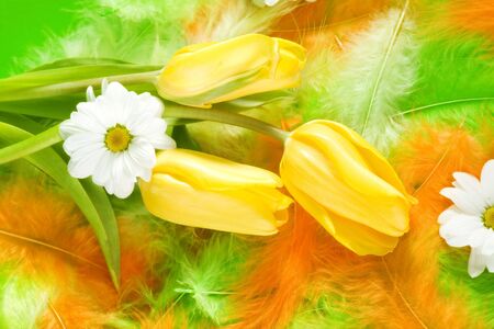 Bunch of tulips decorated with ribbons and daisy laying on colored feathersの写真素材