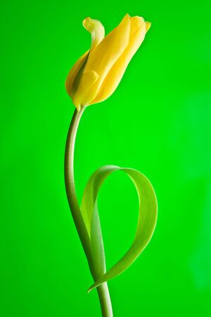 Beautiful yellow tulip on green backgroundの写真素材