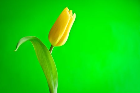 Beautiful yellow tulip on green backgroundの写真素材