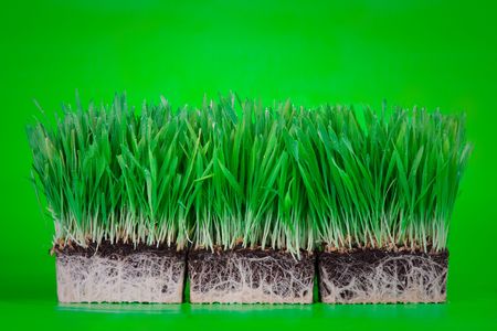 Green grass with rootlets in mould on green backgroundの写真素材