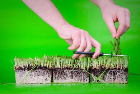 Green grass with rootlets in mould on green background cuted by hand with scissorsの写真素材