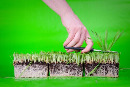 Green grass with rootlets in mould on green background cuted by hand with scissorsの写真素材