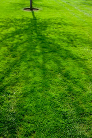 Grass and shadeの写真素材