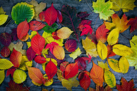 Colorful autumn leaves scattered on grainy wooden background.の写真素材