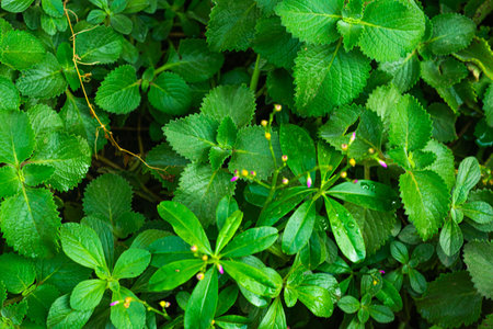 Green leaves with water drops, close up. Nature background texture.