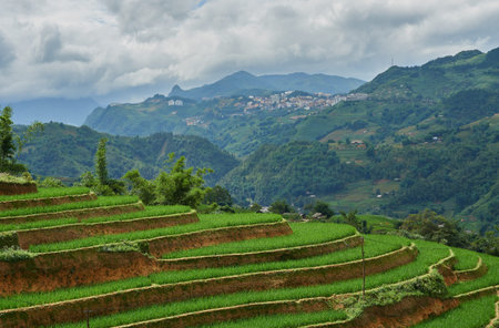 Rice fields on terraced in rainny season at SAPA, Lao Cai, Vietnam. Rice fields prepare for transplant at Northwest Vietnamのeditorial素材