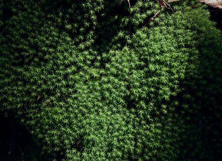 Beautiful green sphagnum moss on the stone, in an ecologically clean corner of the rain forest, moss closeup, macro. Beautiful background of moss for wallpaper.の写真素材