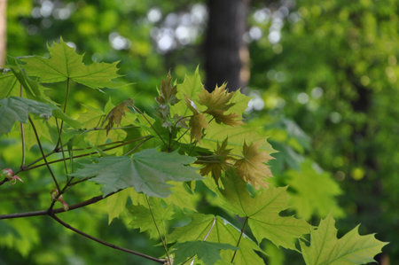 walk in the deciduous forest
