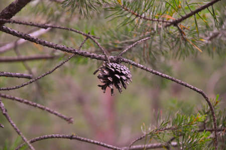 Reveal the fir-cone on a summer day close-up in a forestの写真素材