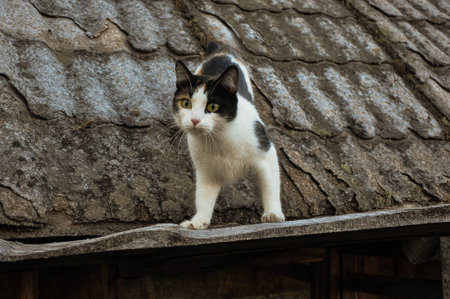 Cat in the village to hunt on the roofs of shedsの写真素材