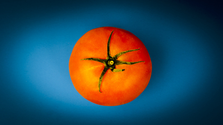 One tomato on a blue backgroundの写真素材
