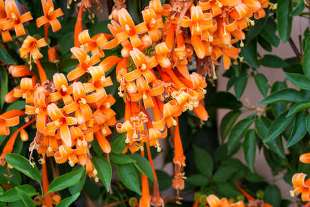 Orange flowersの写真素材