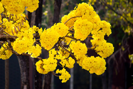 Yellow Tree