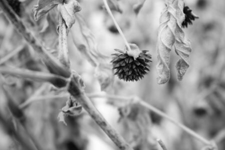 Grassの写真素材