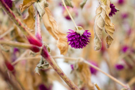 Pink grassの写真素材