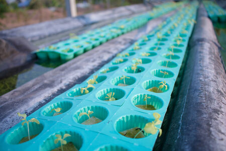 The hydroponic vegetablesの写真素材
