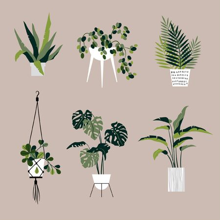 Set of vector plants illustrationsのイラスト素材