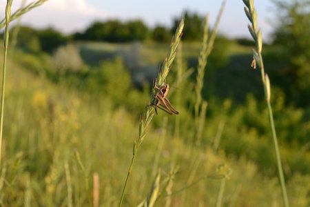 The gray small grasshopper sits on a coneの写真素材