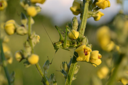 The green grasshopper on a flower has prepared for a jump