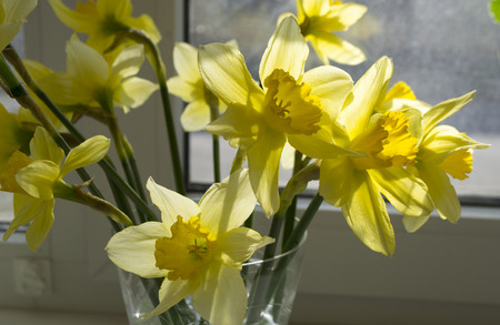 beautiful, yellow spring flowers daffodilsの写真素材