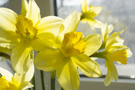 beautiful, yellow spring flowers daffodilsの写真素材