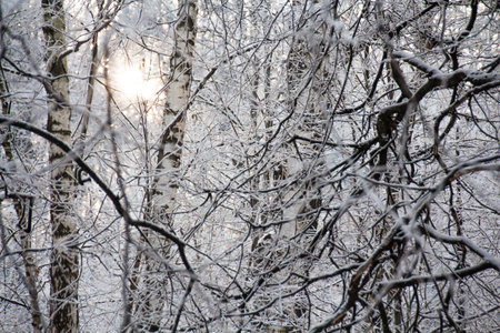 Sunset in forest full of snowの写真素材