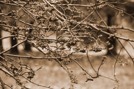 Sepia rowanの写真素材