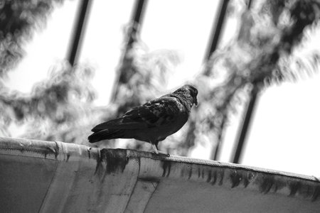 Bird on the roofの写真素材