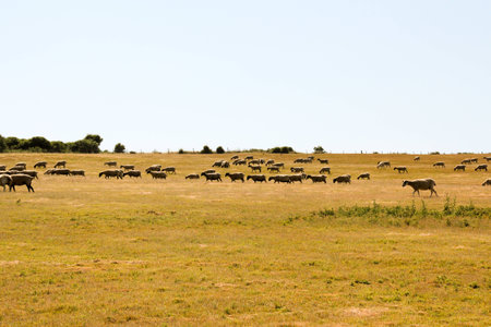flock of sheepの写真素材