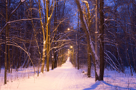 Night snow-covered road