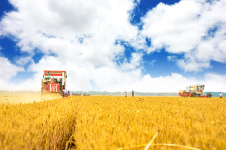 Harvester harvesting wheatのeditorial素材