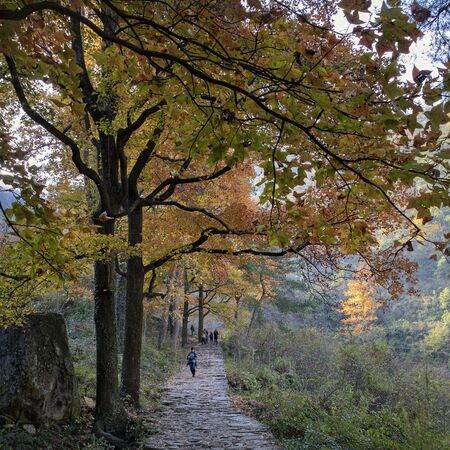maple tree viewのeditorial素材