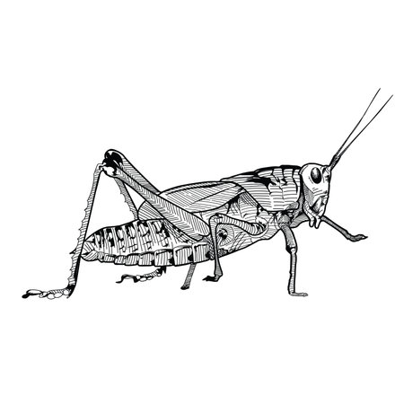 Grasshopper. Hand drawn sketch. Vector illustration isolated on white background.のイラスト素材