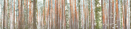 Winter pine forest background