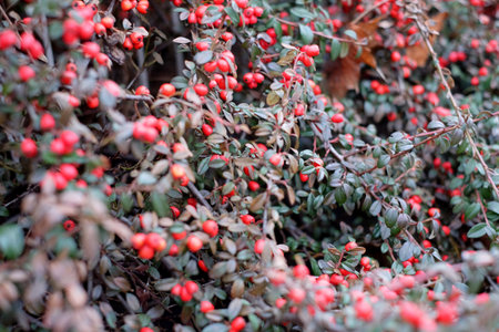 Red berries