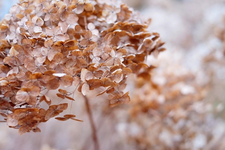 dry plants on macro backgroundの写真素材