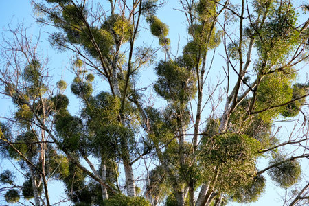 Parasites on the tree