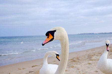 Swans at the sea beach