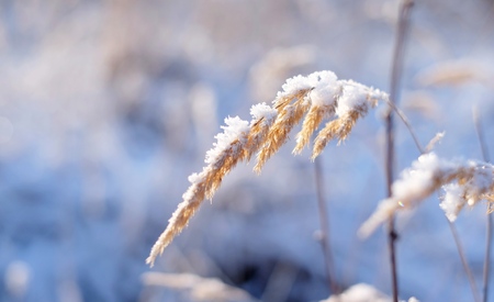 Grass in the snow frozenの写真素材