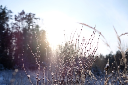 Winter and grass sunset viewの写真素材