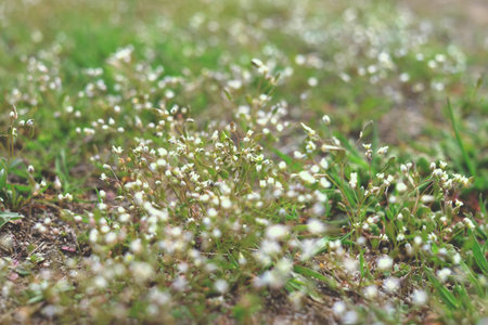White wild flowers in spring background, green